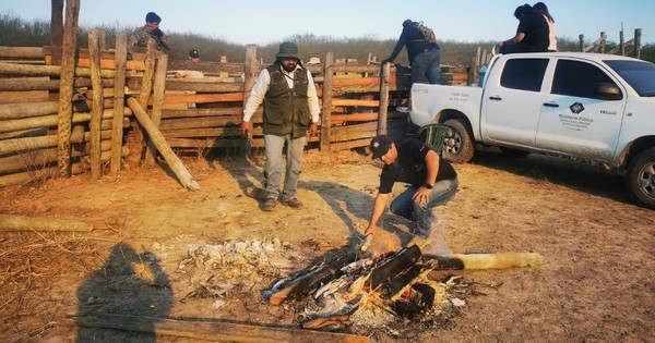 La Nación / Fiscalía antiabigeato incauta casi 100 animales en Fortín Caballero