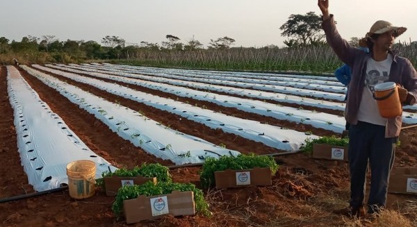 Innovación tecnológica llega a productores hortícolas de diversas zonas del país - ADN Paraguayo