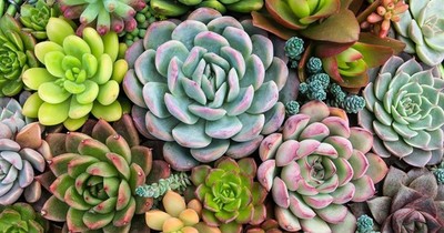 La Nación / Plantas: cómo cuidar a las suculentas