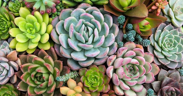 La Nación / Plantas: cómo cuidar a las suculentas