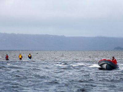 Alertan del riesgo de navegación por las 380 ballenas muertas en Australia