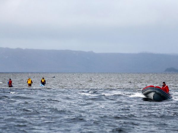 Alertan del riesgo de navegación por las 380 ballenas muertas en Australia