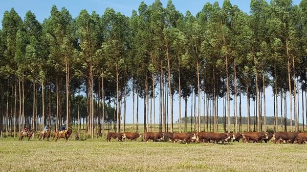 Mañana sábado, Bpecuaria remata 100 toros seleccionados de Forestal y Ganadera Don Pedro