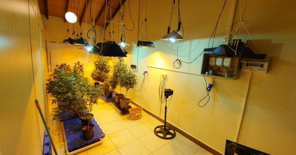 La Nación / THC elevado, alto costo y delivery, claves del negocio
