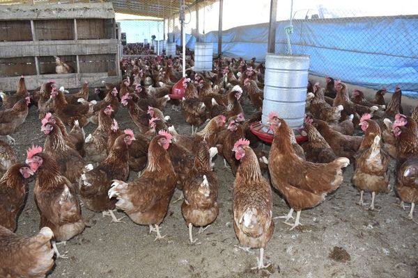 Normas para las buenas prácticas avícolas - Día del Avicultor 2020 - ABC Color