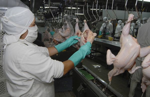 La producción de carne de pollo creció en un  100% en 10 años, según viceministerio - Día del Avicultor 2020 - ABC Color