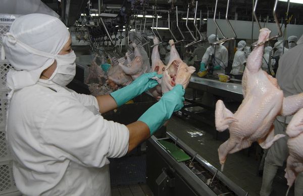 La producción de carne de pollo creció en un 100% en 10 años, según viceministerio - Día del Avicultor 2020 - ABC Color