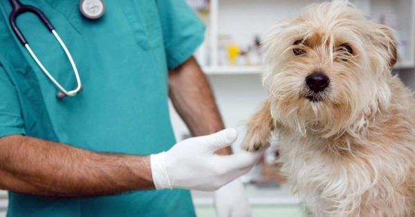 Pretenden construir hospital público para animales