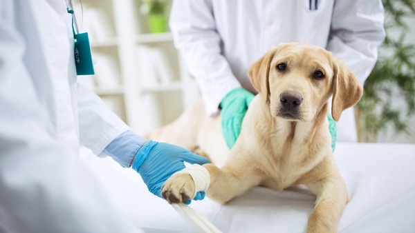 Proyectan construcción de hospital público para animales