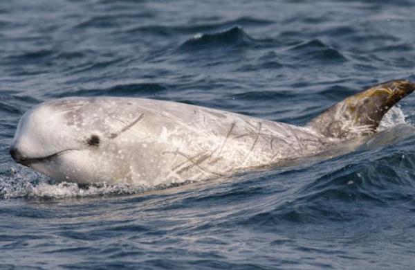 El sorprendente récord de inmersión de una ballena: casi cuatro horas bajo el agua - C9N
