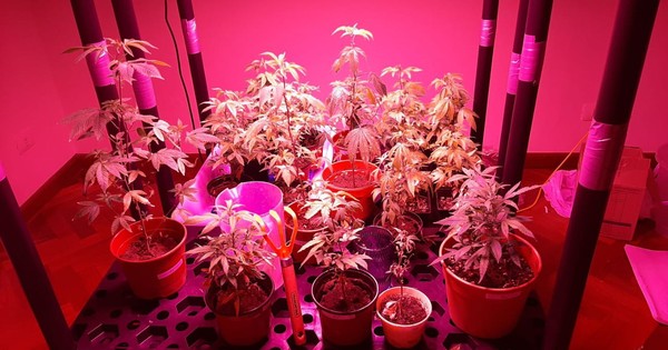 La Nación / “Con este tipo de marihuana buscan llegar a un sector más exigente”, dice exviceministro