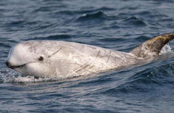 El sorprendente récord de inmersión de una ballena: casi cuatro horas bajo el agua - SNT