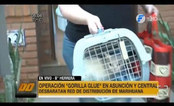 Entregan gatas a madre de detenida en operativo Gorilla Glue