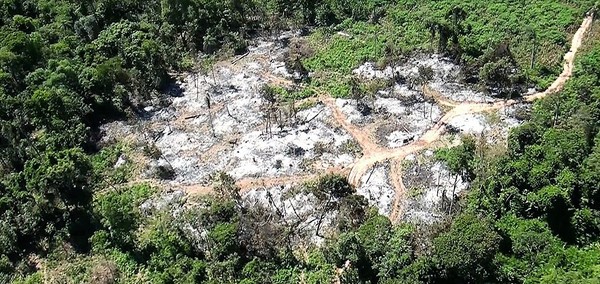 Invasores que alegan pobreza recaudan G. 60 millones por cada hectárea de valioso bosque depredado - La Mira Digital