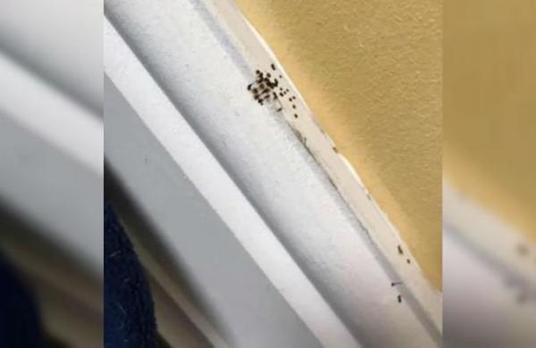 El horror que vivió una mujer al enterarse qué son los puntos negros que aparecen en su casa - SNT