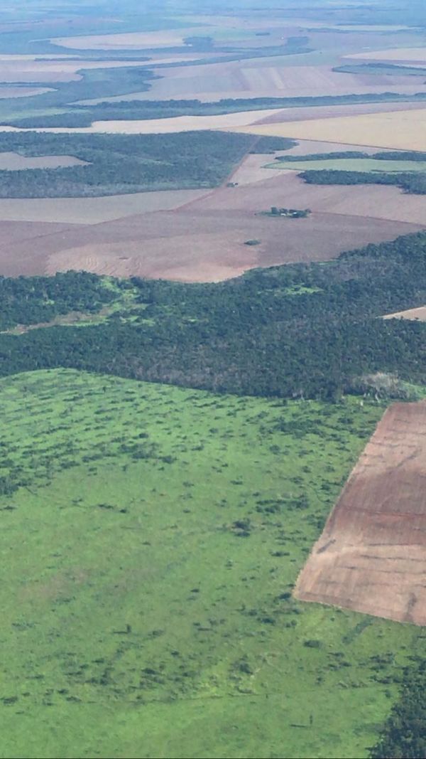 Indígenas invaden tierras mecanizadas de empresa y arriendan a brasileño - Nacionales - ABC Color