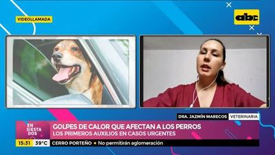 Los perros también pueden sufrir de golpes de calor - Ensiestados - ABC Color