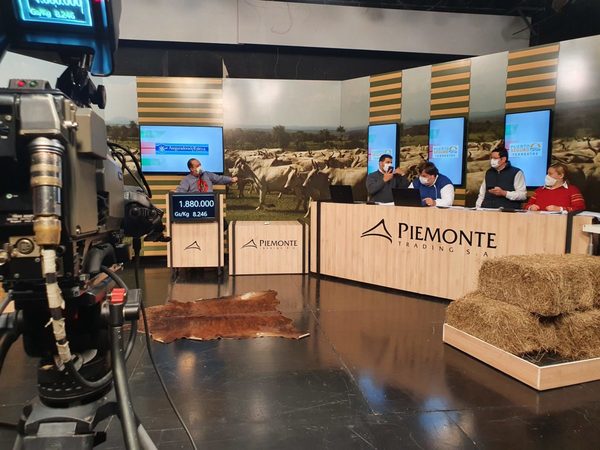 Piemonte ofrece 420 cabezas de invernada en su feria televisada