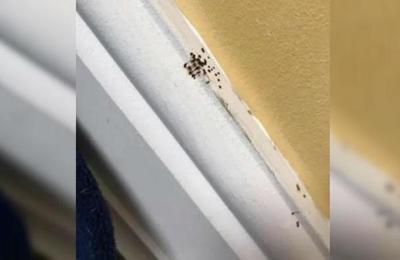 El horror que vivió una mujer al enterarse qué son los puntos negros que aparecen en su casa - C9N