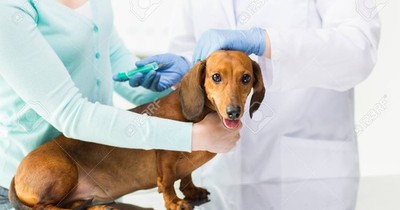La Nación / Proponen construcción de un hospital público para animales
