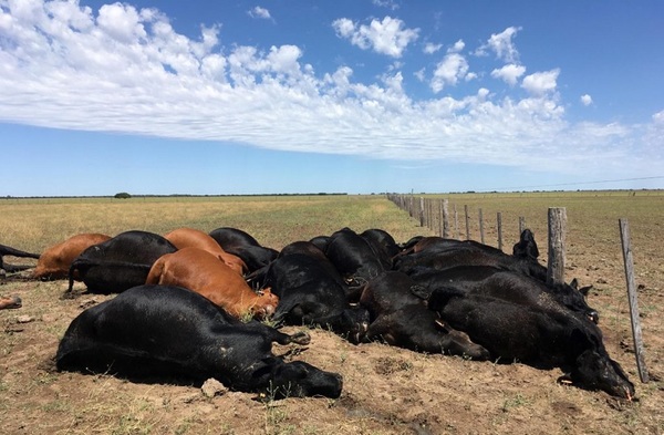 Rayo mato a 22 vacas evaluadas en mas de Gs. 1.200 millones