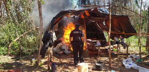 Detectan campamento narco y destruyen 8,8 toneladas de marihuana