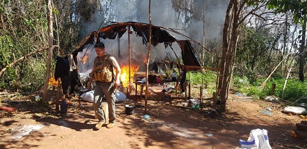 Incautan más de ocho toneladas de marihuana en Caaguazú
