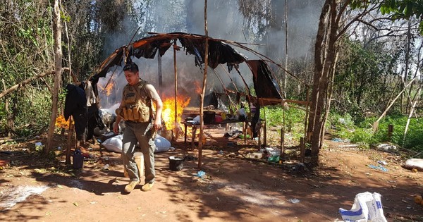 La Nación / Caaguazú: detectan y eliminan 8.860 kilos de marihuana en campamento oculto