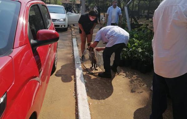 En San Lorenzo realizan vacunación antirrábica gratuita para perros y gatos