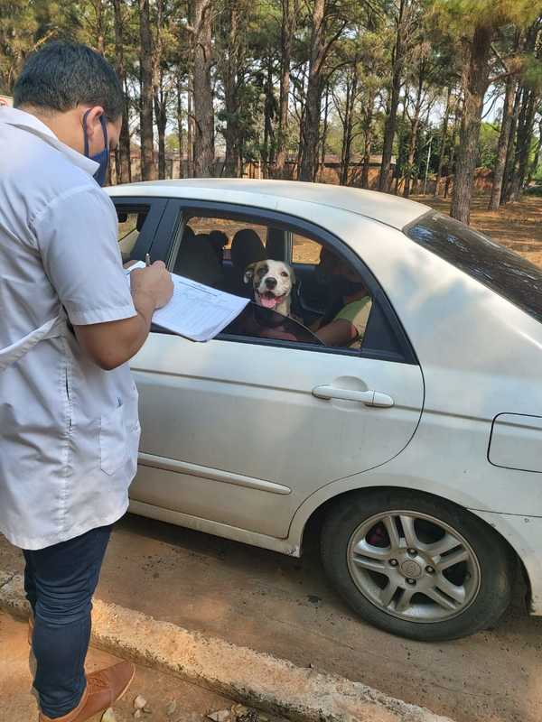 Vacunación antirrábica gratuita para mascotas en San Lorenzo