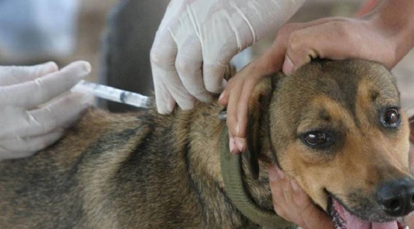 HOY / Jornada gratuita de vacunación antirrábica para perros y gatos
