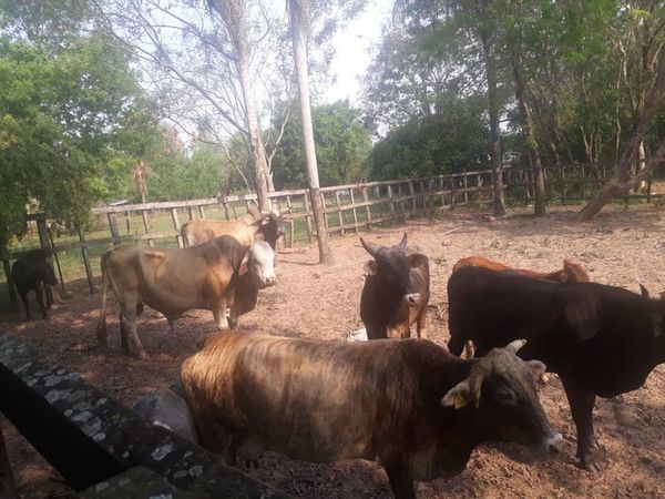 Caso de abigeato en Ayolas tiene nuevo detenido  - Nacionales - ABC Color