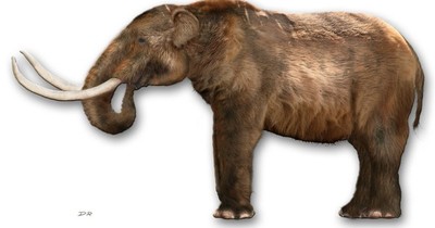 La Nación / Hallan en Colombia restos fósiles de mastodonte extinto hace 10.000 años