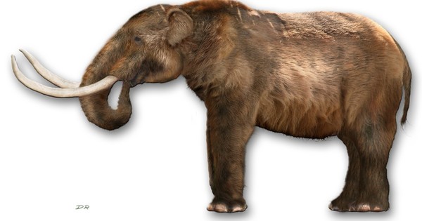 La Nación / Hallan en Colombia restos fósiles de mastodonte extinto hace 10.000 años
