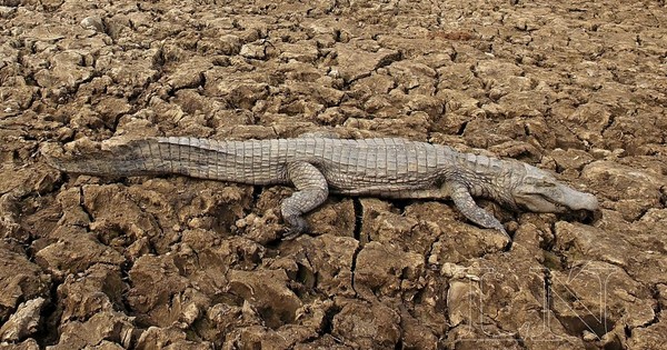 La Nación / Escasez de lluvia y sequía seguirán hasta diciembre debido a fenómeno “La Niña”