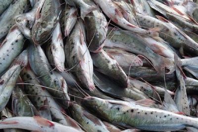 China detecta coronavirus en pescado importado de Brasil