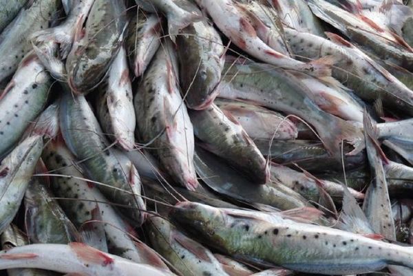China detecta coronavirus en pescado importado de Brasil