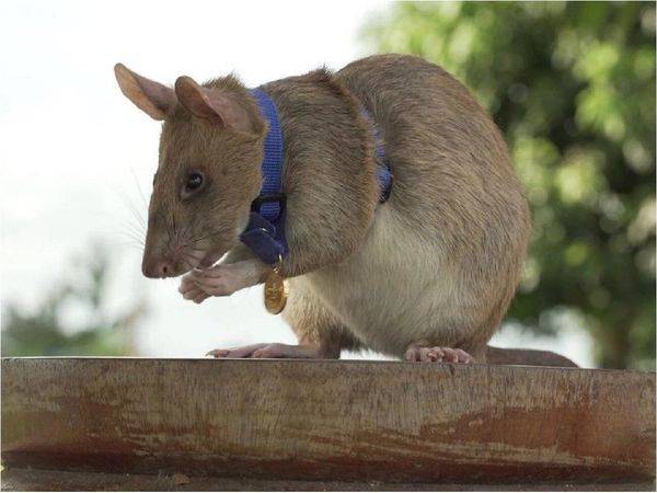 Condecoran a rata detectora de minas antipersona