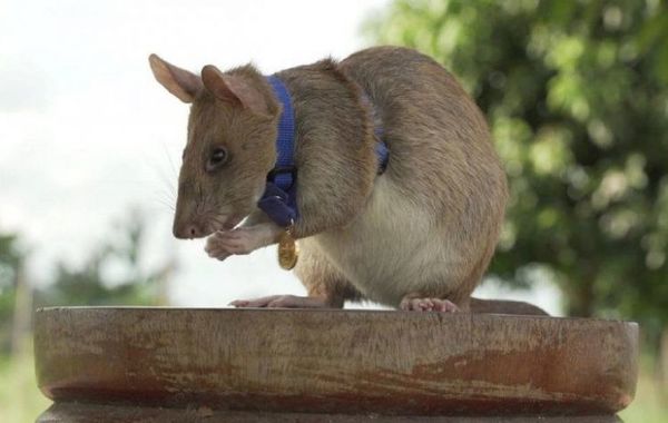 Rata detectora de minas antipersona es condecorada con medalla de oro