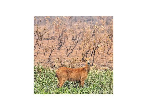 Pantanal en peligro: Claves de los peores incendios en décadas