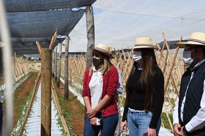 Experimentan  con tecnología de precisión para agricultura familiar - Económico - ABC Color