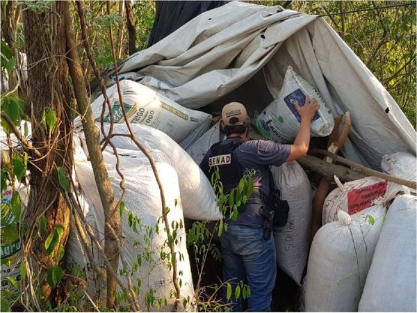 Senad incinera 2,5 toneladas de marihuana en Caaguazú