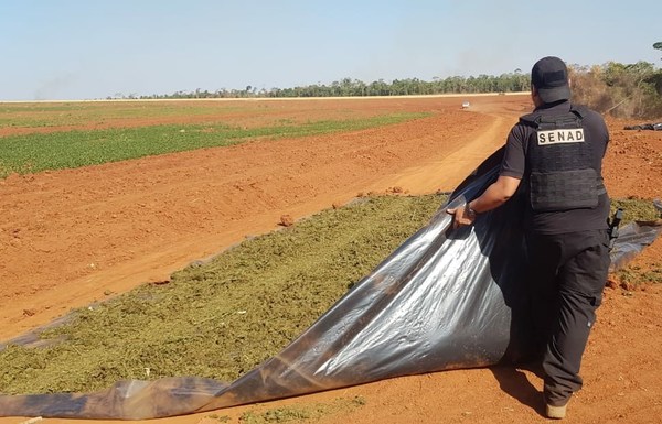 Hallan casi 9.000 kilos de marihuana que estaban siendo secado al sol sobre carpas - ADN Paraguayo