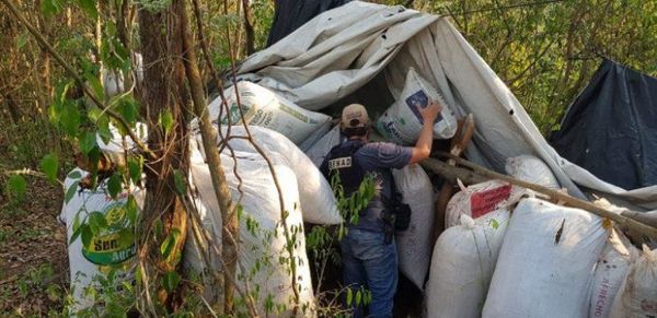 Senad incinera 2,5 toneladas de marihuana en Caaguazú