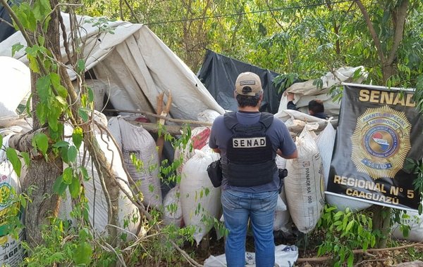 SENAD detecta 2.5 toneladas de drogas en Caaguazú - Megacadena — Últimas Noticias de Paraguay
