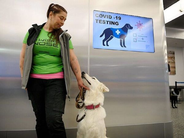 Helsinki prueba perros para detectar Covid-19 en aeropuerto