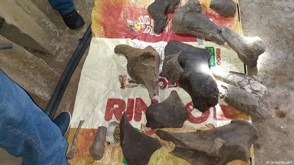 Buscaban oro y encontraron fósiles de 10 mil años