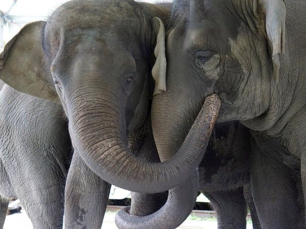 Florida acogerá la mayor manada de elefantes asiáticos de toda América