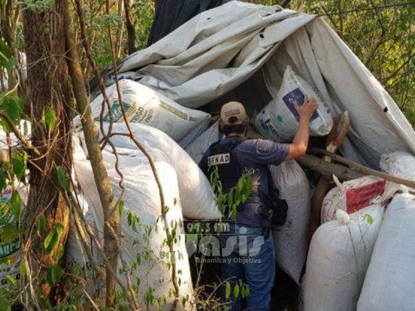 Senad incinera 2,5 toneladas de marihuana en Caaguazú