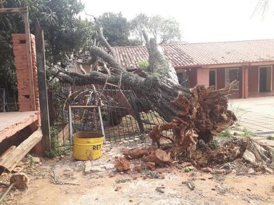 Caída de árbol destruyó parte de la infraestructura de una escuela - Nacionales - ABC Color